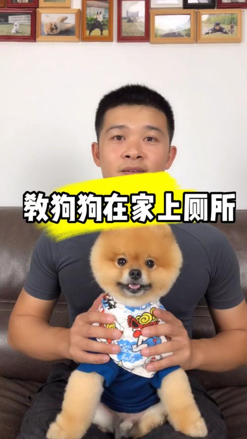 600一节课教狗如厕,